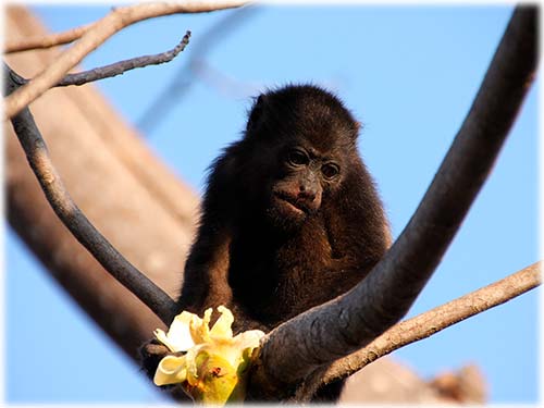 Hermoso lote de construcción cerca de la playa en la exclusiva comunidad cerrada de Hacienda Pinilla